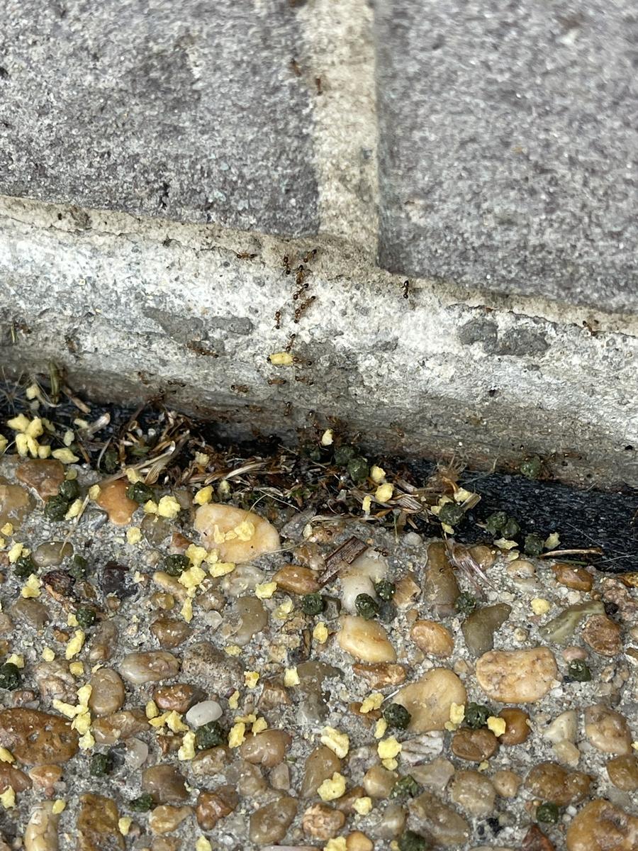 Ant activity around an exterior entry point