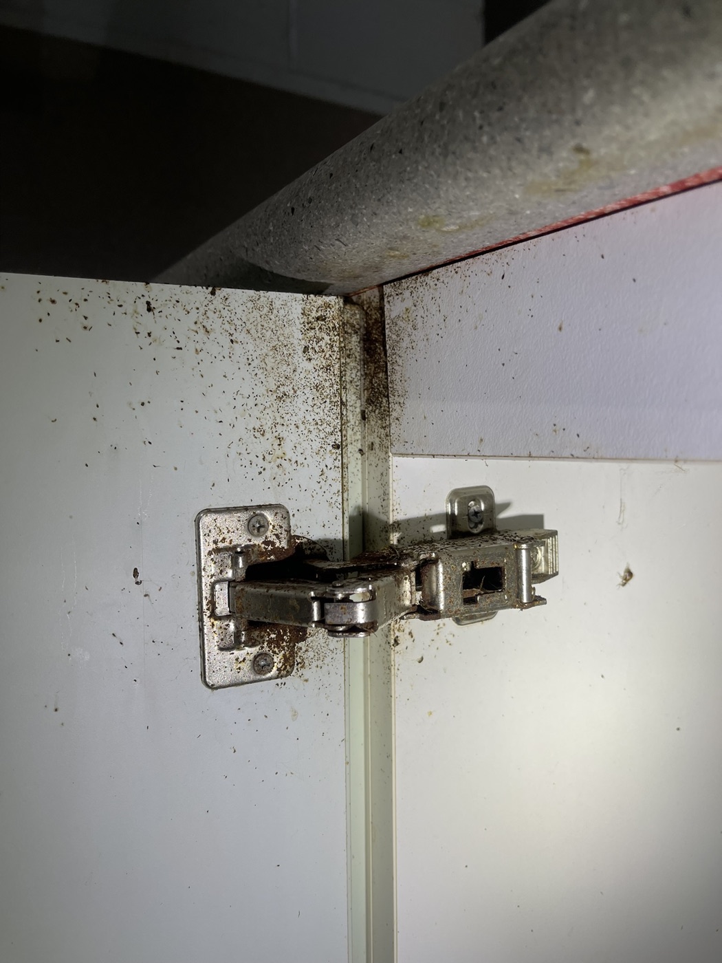 Cockroach activity signs inside a kitchen cupboard hinge area