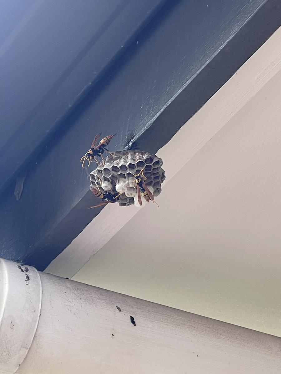Wasp nest under home eaves